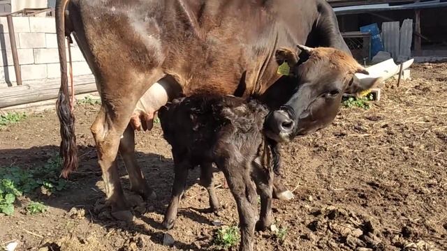 Корова отелилась! Абердин ангус смотреть онлайн