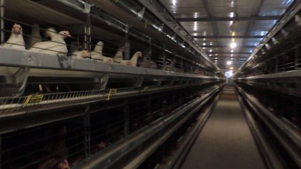 Парвариши мурги тухмдех дар кафас _ Fully automatic laying cage 🐔🥚