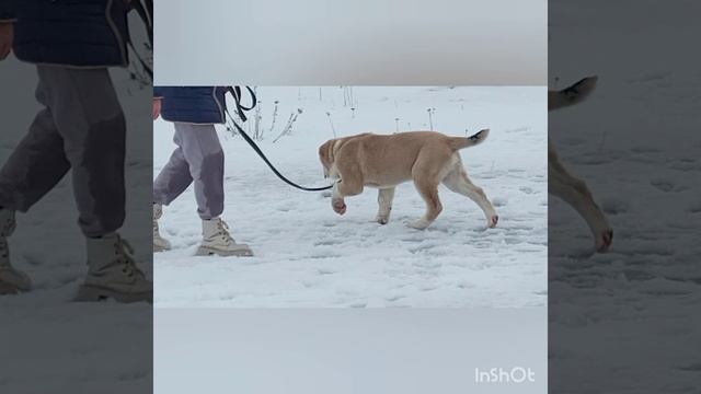 НАРЗАН ВОЛЖСКИЙ МЕДВЕДЬ.mp4