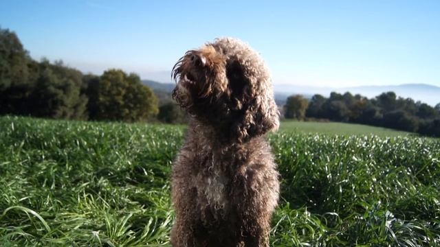 Spot Champú PURINA FRISKIES смотреть онлайн