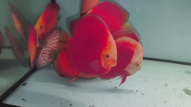 Разведение и содержание дискусов смотреть онлайн