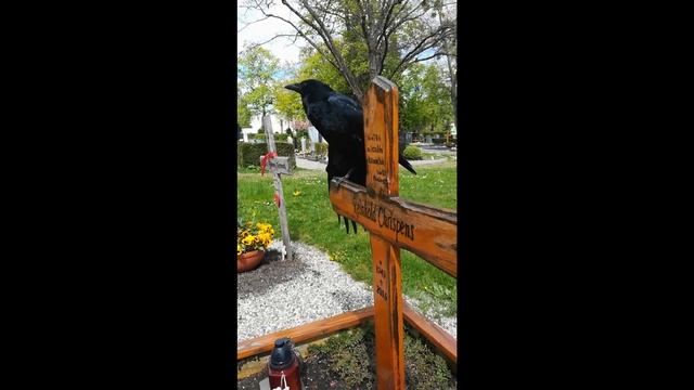 Пасха/Ostern (16.04.2022) Александр Хриспенс роман ПРИКОСНОВЕНИЕ Alexander Chrispens Roman BERÜHRUN смотреть онлайн