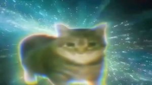 Oiia oiia cat extended