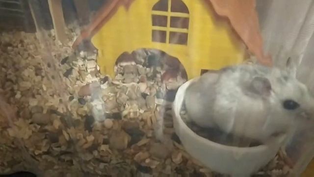 VLOG.Купила швейную машинку. Гуляем в ТРК😉 Оля прошла первый уровень смотреть онлайн