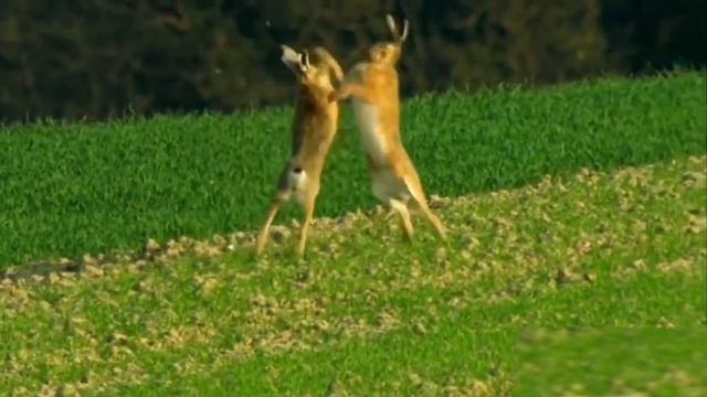 Жабайы аңдар / The Sounds Of Wild Animals / Звуки диких животных #звукиживотных  #дикиеживотные