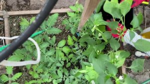 сажаю перцы в горшок. можно выращивать перец и зимой и летом