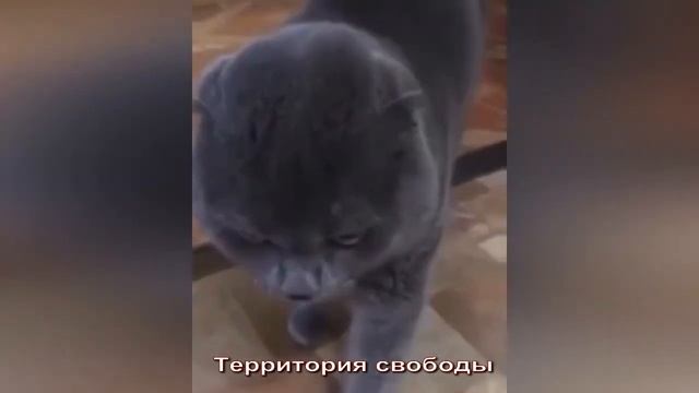 КОТОПЕС. КОТ РУГАЕТЬСЯ. ПРИШЕЛ ДОМОЙ А ТУТ. НАГЛЫЙ КОТ смотреть онлайн