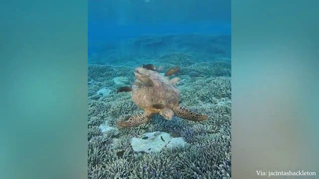 Забавные животные, которые точно украсят ваш день😍Самые смешные животные смотреть онлайн