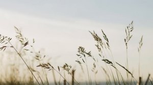 Аффирмация на здоровье. Елена Вальяк.