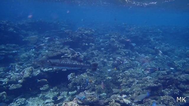 RED SEA - EGYPT 109 : THE GREAT BARRACUDA смотреть онлайн