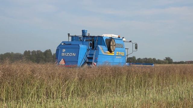 Bizon BS Z110 || Żniwa rzepakowe 2023 || смотреть онлайн