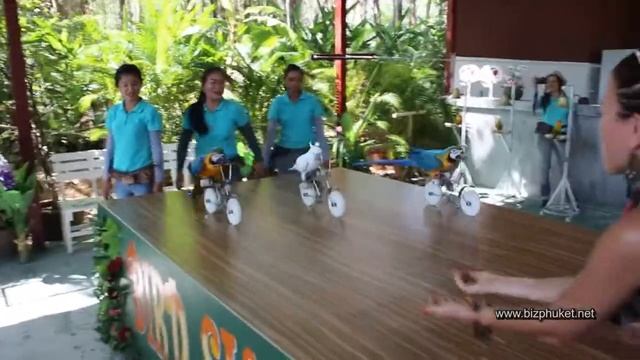 Bird Show Phuket смотреть онлайн
