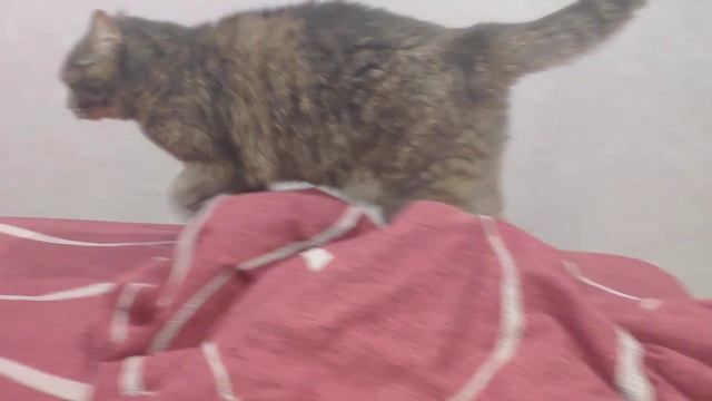 Моя кошка хочет меня сожрать смотреть онлайн