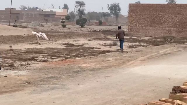 Aj Fox🦊 Or Jungle Cats Ka Shikar Kia😱ll Shikar Kamyab Hogya😍 смотреть онлайн