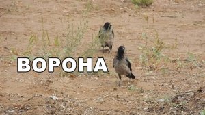 Серые вороны каркают. Голоса птиц. Карканье (звуки) ворон. Птицы России - Врановые.