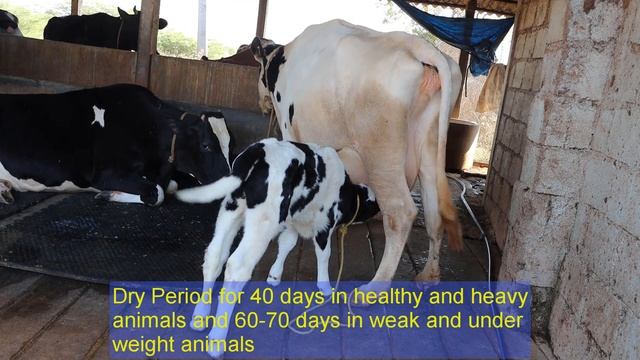 Dry Period in Increasing Milk Production in Buffaloes and Cows Telugu | Dr. Madankumar Vet смотреть онлайн