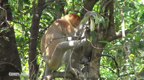 Animals Funny Monkey Business Try not to Laugh #monkey #funnyanimals #funnymonkeys #proboscismonkey