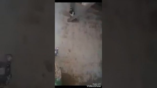 Голуби .г. Таджикистана