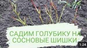 САДИМ ГОЛУБИКУ НА СОСНОВЫЕ ШИШКИ🌱