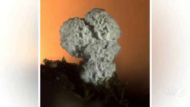 Didymium - fungi kingdom смотреть онлайн