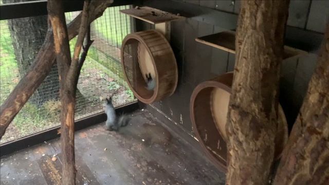 Содержание белок в вольере.Белки без мороза.Хорошо или плохо? смотреть онлайн