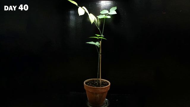 Growing Plants Time Lapse Compilation - 285 Days Growing in 8 Minutes смотреть онлайн