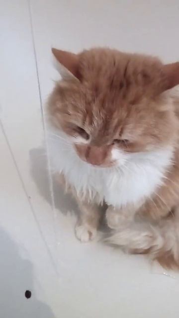 Кот не пьёт из миски💖 смотреть онлайн