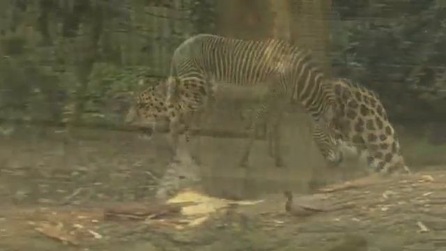 English File 3rdE - Pre Intermediate - Revise And Check 9&10 - Short Films: Marwell Wildlife