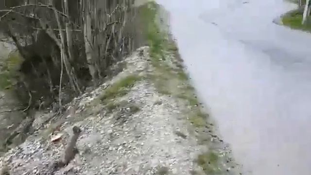 Весенний ,,Лягушачий Концерт"🐸 смотреть онлайн