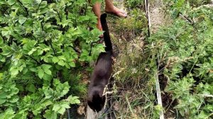 Кошачий наполнитель для Помидор 😜 Мульчируем и Удобряем Помидоры 🍅 июль 2023