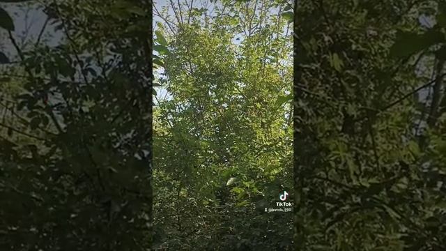 Пения соловья булбул сайраши смотреть онлайн