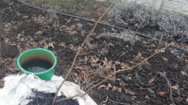 Фундук сорт Трапезунд. Весняна посадка. смотреть онлайн