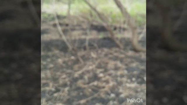 Копаем монетки на старом поселке смотреть онлайн