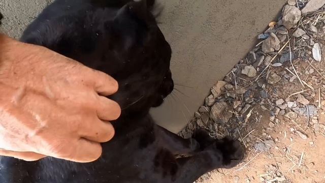 Hanging Out With Black Leopards | The Lion Whisperer смотреть онлайн