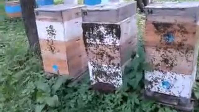 Сегодня на пасеке 26.05.16 смотреть онлайн