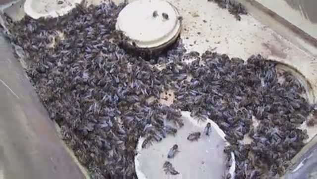 подсиливаю в январе, отводок пчел с привозной маткой при зимовке на воле - часть 1 , 30.01.2025 смотреть онлайн