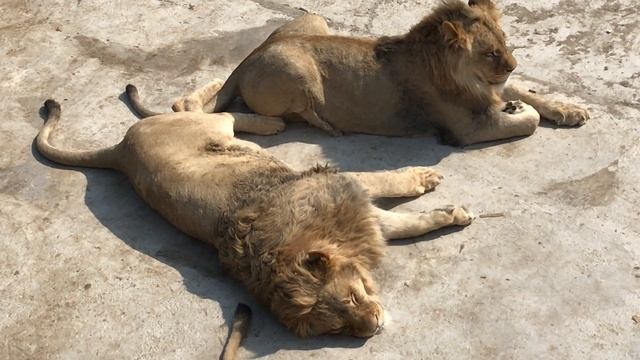 Молодой прайд загорает на солнышке! смотреть онлайн