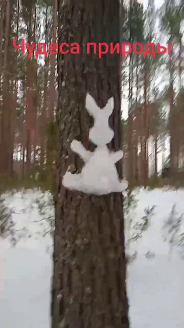 Природа зимой смотреть онлайн