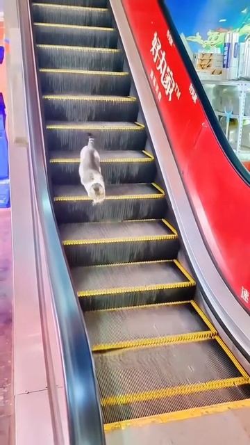 Их величество кошки ТГ @SaveAllShortsbot смотреть онлайн