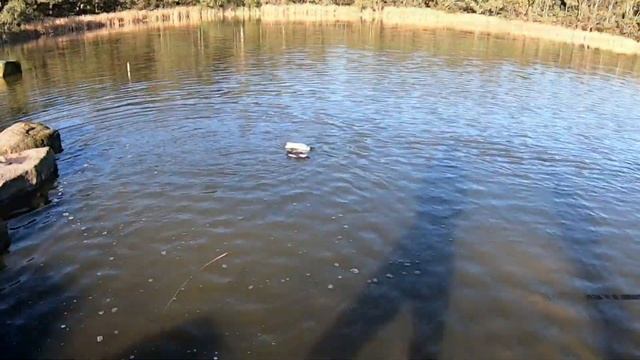 Flytech V009 Jet Boat! Review, Testing And RC Boat Battle's😂