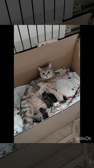 Снежок, Волчок и Шашлычок