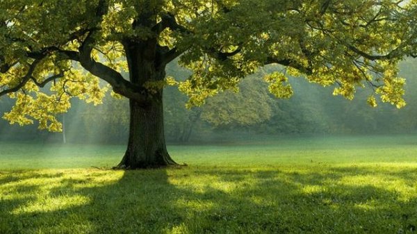 А П Чехов рассказ  Жених и Папенька