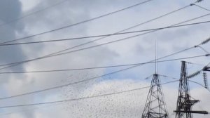 Зграя шпаків на ПС Північна