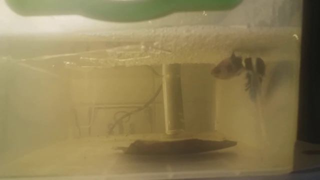 Betta халфмуны опять на нересте смотреть онлайн