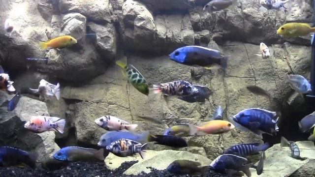 Common Fish Keeping Mistakes Part 1. Tank Talk the Podcast смотреть онлайн