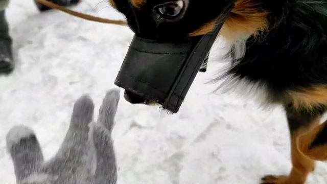 кошачесобачий VLOG: Джонни 24 часа говорит Да! смотреть онлайн