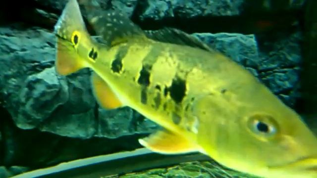 Hoàng Bảo Yến của gates смотреть онлайн