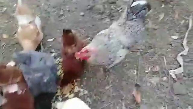 Самые лучшие куры в мире🐔🐔🥚🥚🥚это мои куры!!!! 😉