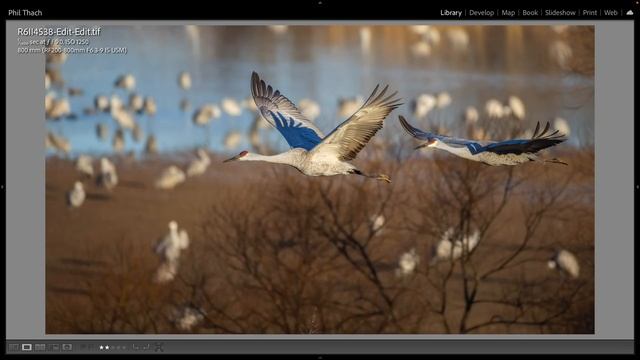 Canon 200-800 Vs 800 f/11 Vs 100-500 +1.4x TC Birds In Flight with Canon EOS R6 Mark II + BONUS смотреть онлайн