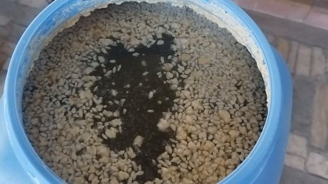 Домашнее саке и закуска натто.